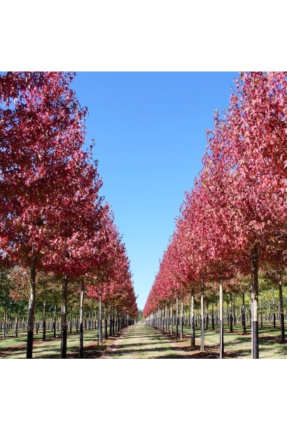 Аллея ликвидамбра Ворплесдон